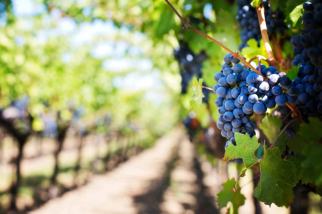 Maryland Wine Online