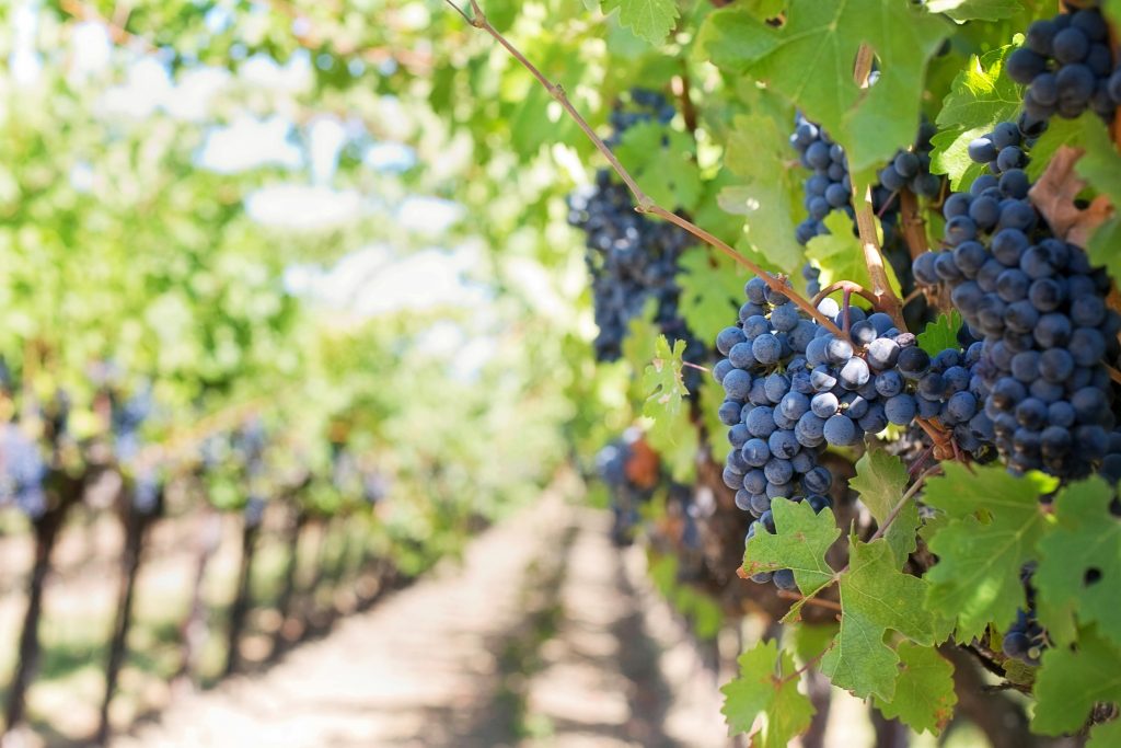 Maryland Wine Online